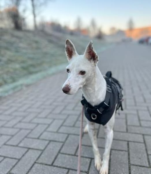 Petrus - sanfter Podenco Mix sucht
