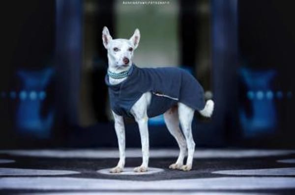 Petrus - sanfter Podenco Mix sucht