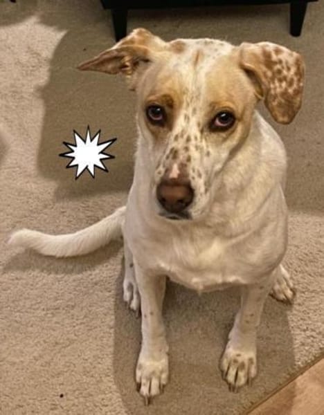 Schöne Wolke sucht ein Zuhause für immer