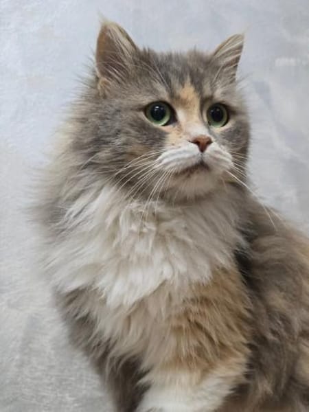 MARY - eine sanfte Seele sucht !