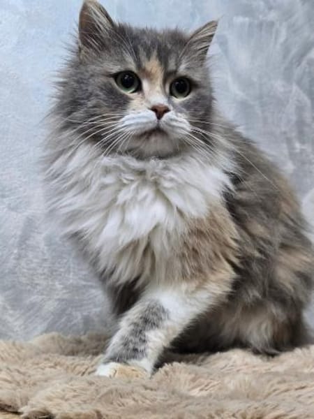 MARY - eine sanfte Seele sucht !