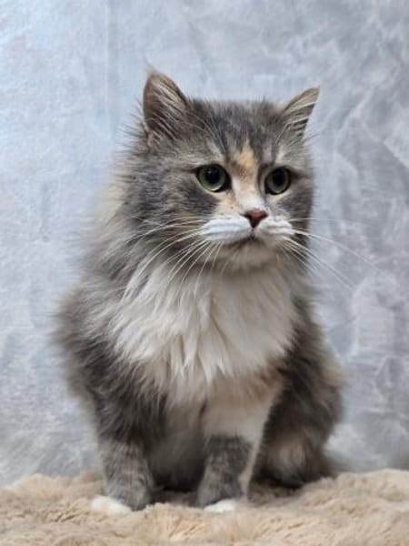 MARY - eine sanfte Seele sucht !