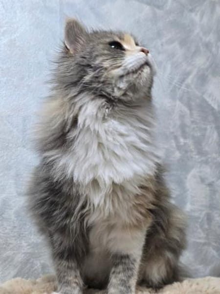 MARY - eine sanfte Seele sucht !