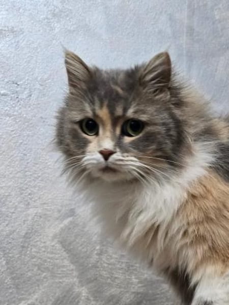 MARY - eine sanfte Seele sucht !