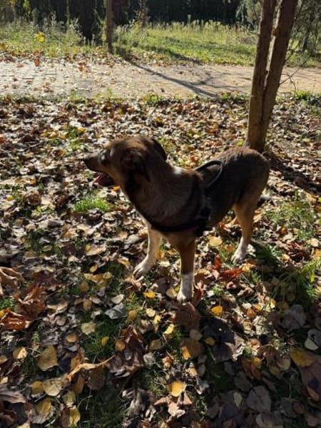 Vita, eine zauberhafte Hündin