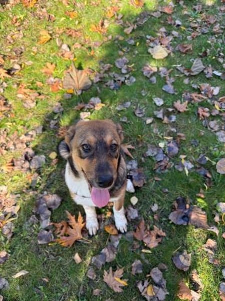 Vita, eine zauberhafte Hündin