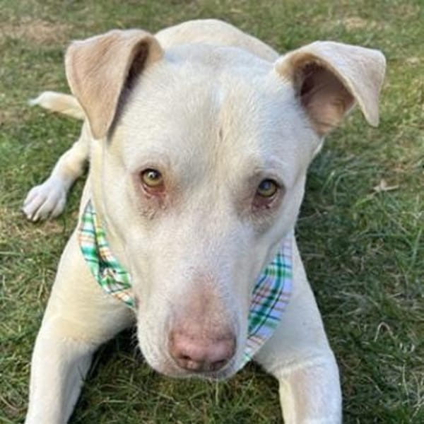 Farina, geb. ca. 10/2021,21698 Bargstedt