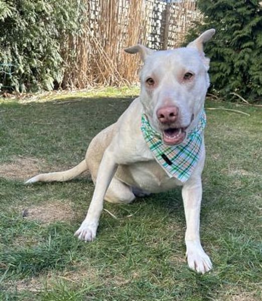 Farina, geb. ca. 10/2021,21698 Bargstedt