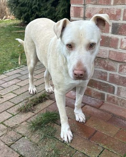 Farina, geb. ca. 10/2021,21698 Bargstedt