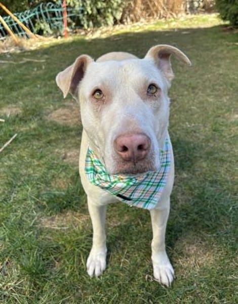 Farina, geb. ca. 10/2021,21698 Bargstedt