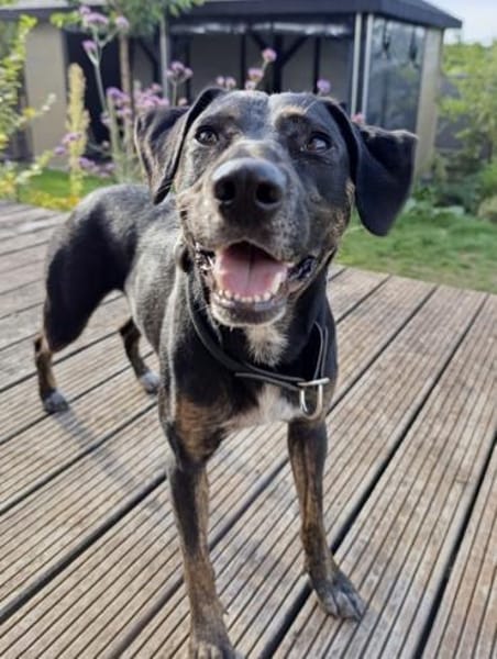 Charmante Pina wartet in 52385 Nideggen