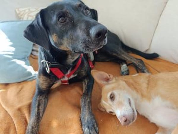 Charmante Pina wartet in 52385 Nideggen