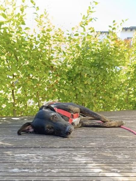 Charmante Pina wartet in 52385 Nideggen