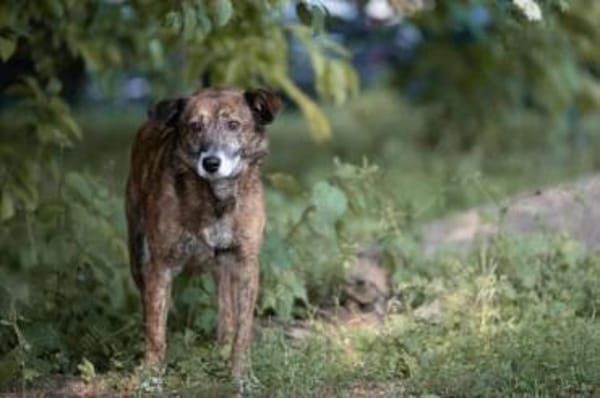 ROSANA -kleiner Freigeist-