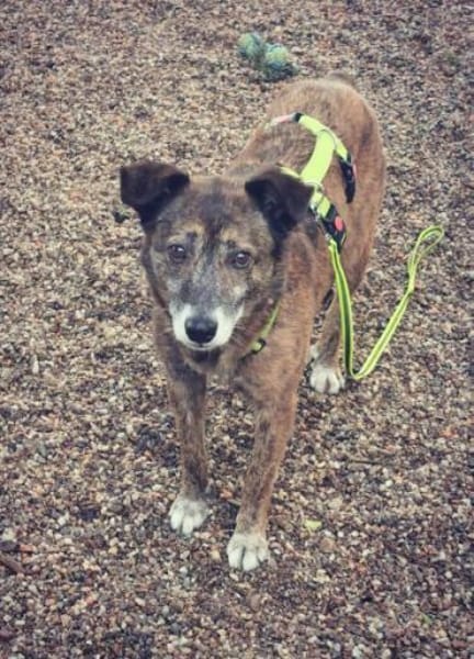 ROSANA -kleiner Freigeist-