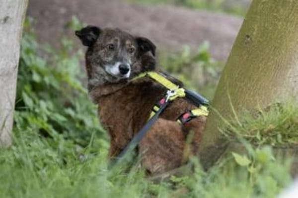 ROSANA -kleiner Freigeist-