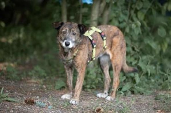 ROSANA -kleiner Freigeist-