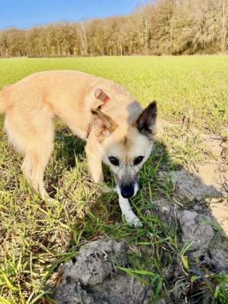 RUMI -  vom Schatten ins Licht 🌸