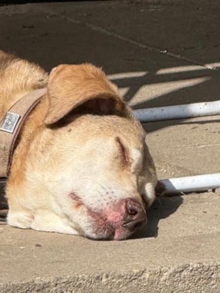 TRUDY -menschenbezogen & verträglich-