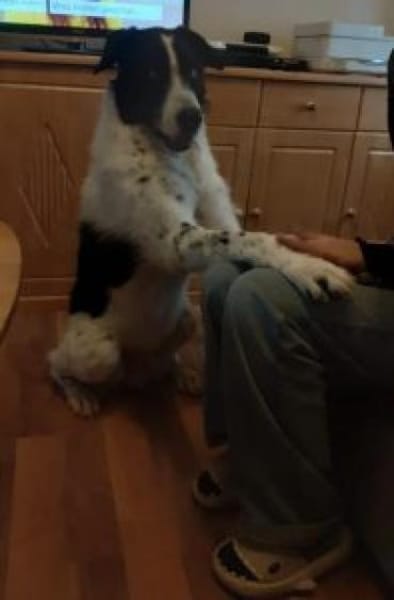 Wastel nun Toni 70 cm (Pflegestelle)