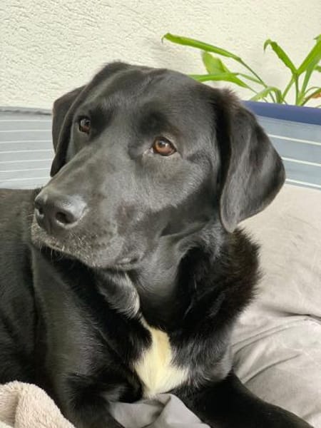 Samito  cleverer Herzensbrecher