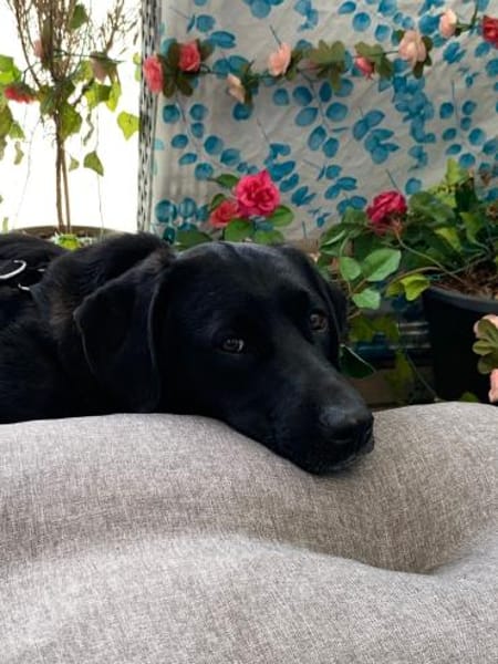 Samito  cleverer Herzensbrecher