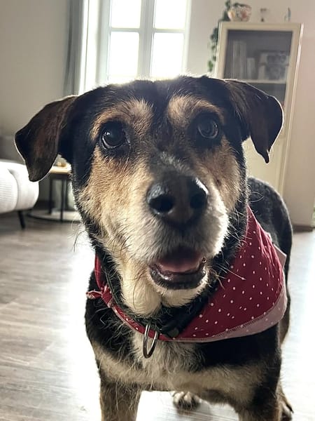 Unkomplizierter Buddy im Ruhrgebiet!