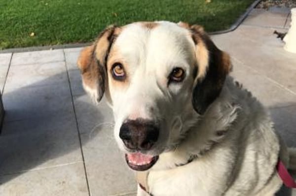 Frank -  auf PS in 53947 Nettersheim