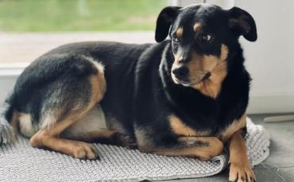 Sanfte Fellnase Nuna sucht Zuhause