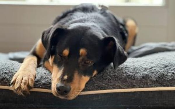 Sanfte Fellnase Nuna sucht Zuhause