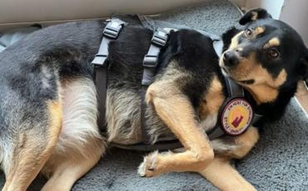 Sanfte Fellnase Nuna sucht Zuhause