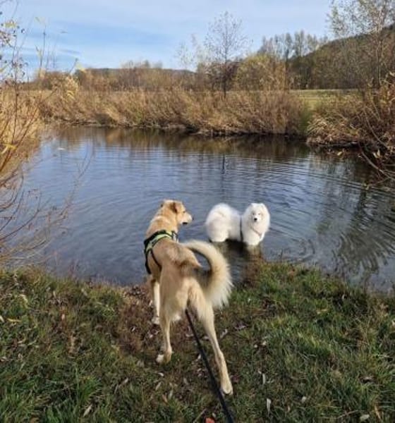 Rookie - freundlich und intelligent