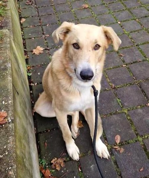 Rookie - freundlich und intelligent