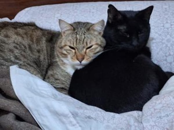 Gildo und Pink - eine Tierheimliebe