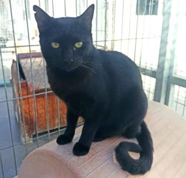 Gildo und Pink - eine Tierheimliebe