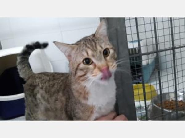 Gildo und Pink - eine Tierheimliebe