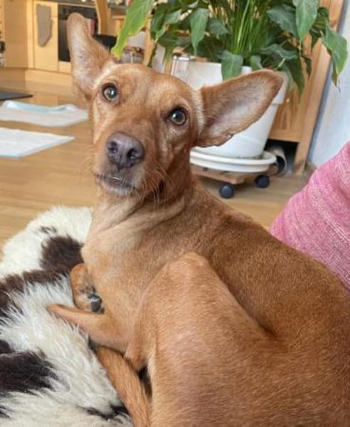 Scarlett sucht Menschen mit etwas Geduld