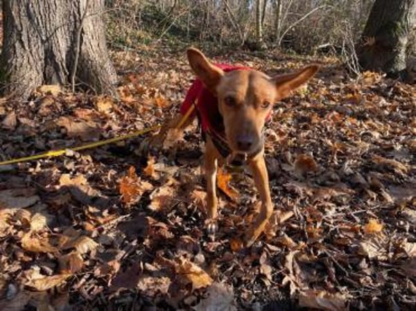 Scarlett sucht Menschen mit etwas Geduld