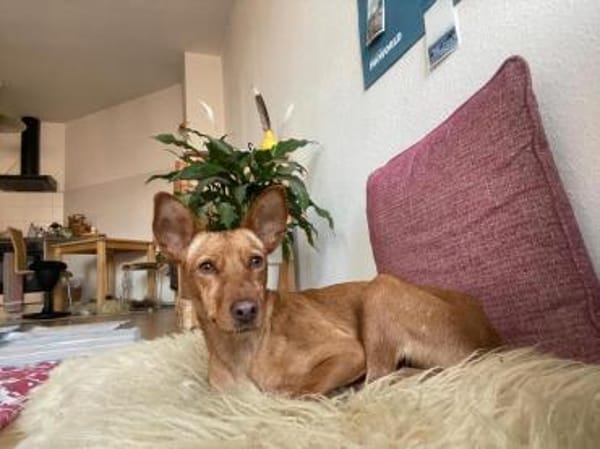 Scarlett sucht Menschen mit etwas Geduld