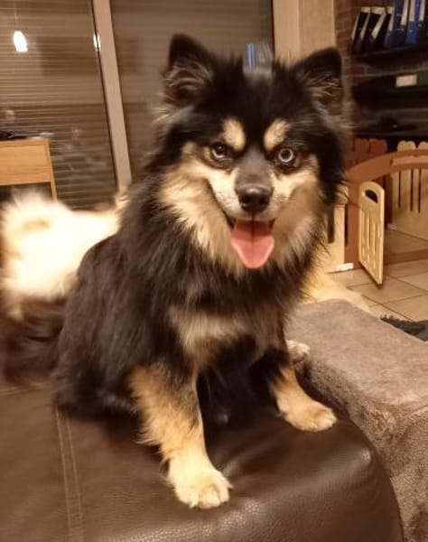 Karkusa in 27478 Cuxhaven #