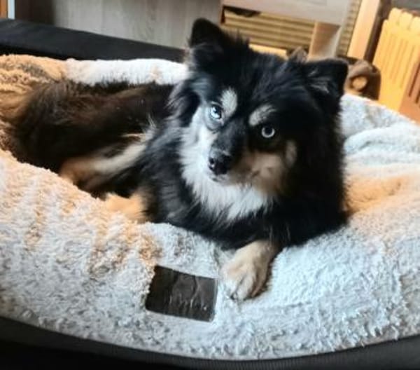 Karkusa in 27478 Cuxhaven #