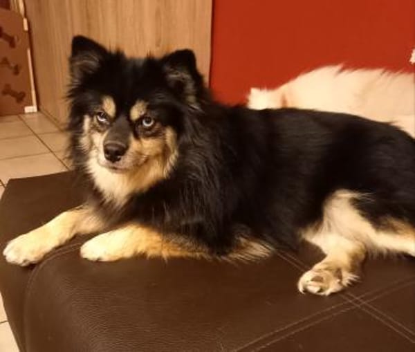 Karkusa in 27478 Cuxhaven #