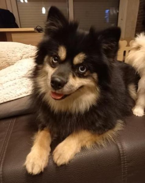 Karkusa in 27478 Cuxhaven #