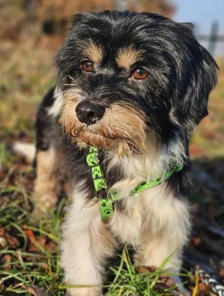 Cutie - ein zartes sensibles Hundemädel