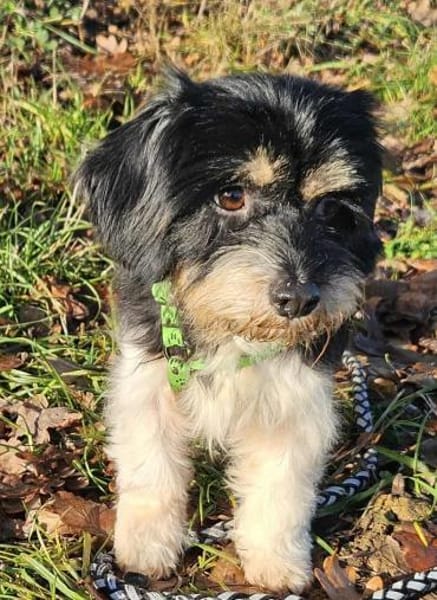 Cutie - ein zartes sensibles Hundemädel