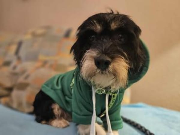 Cutie - ein zartes sensibles Hundemädel