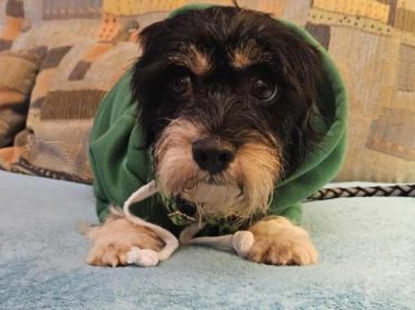 Cutie - ein zartes sensibles Hundemädel