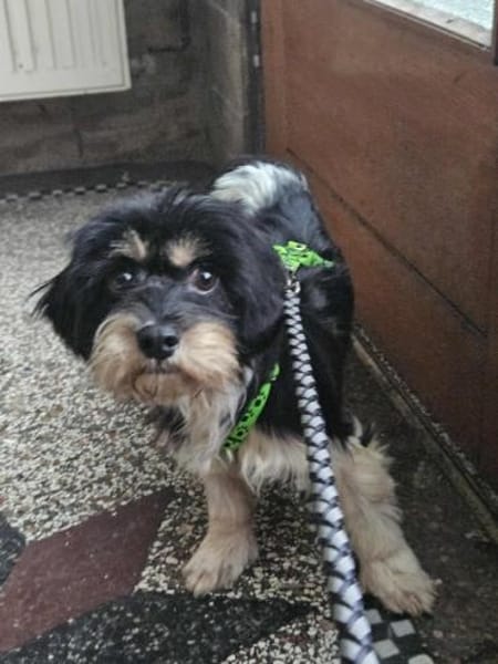 Cutie - ein zartes sensibles Hundemädel