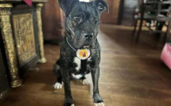 Isabel sucht Zuhause