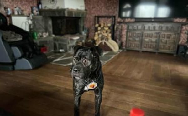 Isabel sucht Zuhause